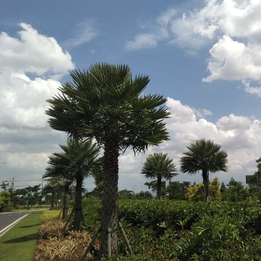 Pohon Palem Copernicia